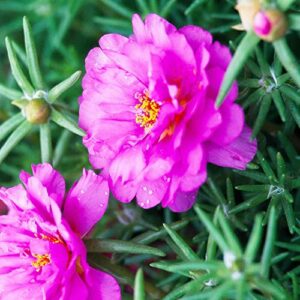 Moss Rose Seeds Portulaca Grandiflora Seeds Showy Drought Tolerant Beds Boreder Edging Ground Covers Patio Containers Rock Garden 500Pcs Annual Flower Seeds by YEGAOL Garden