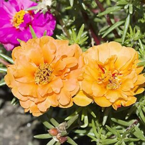 Moss Rose Seeds Portulaca Grandiflora Seeds Showy Drought Tolerant Beds Boreder Edging Ground Covers Patio Containers Rock Garden 500Pcs Annual Flower Seeds by YEGAOL Garden