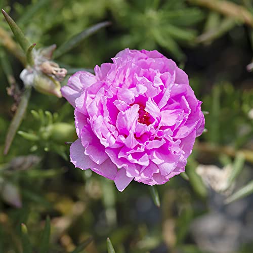 Moss Rose Seeds Portulaca Grandiflora Seeds Showy Drought Tolerant Beds Boreder Edging Ground Covers Patio Containers Rock Garden 500Pcs Annual Flower Seeds by YEGAOL Garden