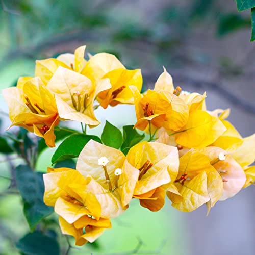 Bougainvillea Seeds Fast Growing Woody Flowering Vine or Shrub Attracts Bees & Butterflies Border Bonsai Ground Cover Trellises Pergolas 105Pcs Flower Seeds by YEGAOL Garden