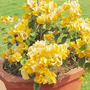 bougainvillea seeds fast growing woody flowering vine or shrub attracts bees & butterflies border bonsai ground cover trellises pergolas 105pcs flower seeds by yegaol garden