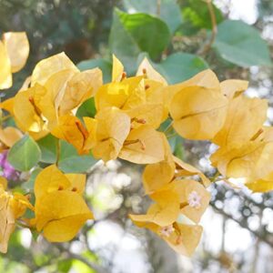 Bougainvillea Seeds Fast Growing Woody Flowering Vine or Shrub Attracts Bees & Butterflies Border Bonsai Ground Cover Trellises Pergolas 105Pcs Flower Seeds by YEGAOL Garden