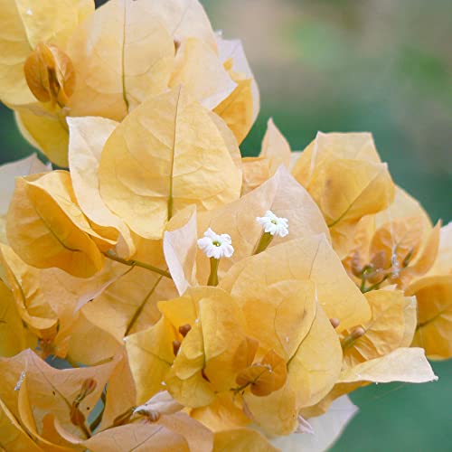 Bougainvillea Seeds Fast Growing Woody Flowering Vine or Shrub Attracts Bees & Butterflies Border Bonsai Ground Cover Trellises Pergolas 105Pcs Flower Seeds by YEGAOL Garden