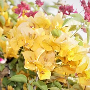 Bougainvillea Seeds Fast Growing Woody Flowering Vine or Shrub Attracts Bees & Butterflies Border Bonsai Ground Cover Trellises Pergolas 105Pcs Flower Seeds by YEGAOL Garden