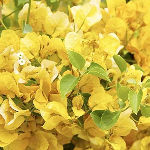 Bougainvillea Seeds Fast Growing Woody Flowering Vine or Shrub Attracts Bees & Butterflies Border Bonsai Ground Cover Trellises Pergolas 105Pcs Flower Seeds by YEGAOL Garden