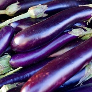 david’s garden seeds eggplant long purple fba-1131 (purple) 50 non-gmo, heirloom seeds