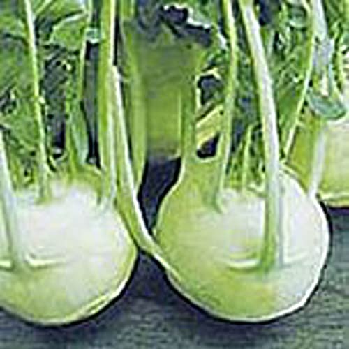 Gigante Kohlrabi Seeds (20+ Seeds) | Non GMO | Vegetable Fruit Herb Flower Seeds for Planting | Home Garden Greenhouse Pack