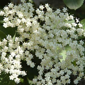 American Elderberry Seeds - 50 Seeds to Plant - Sambucus - Non-GMO Seeds, Grown and Shipped from Iowa. Made in USA