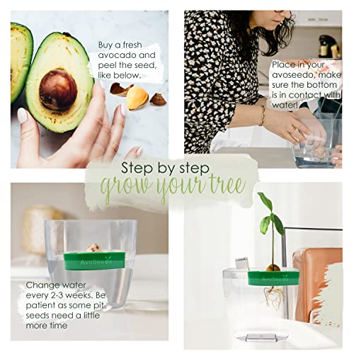 AvoSeedo Avocado Tree Growing Kit, Green, Practical Gifts for Women, Mom, Sister & Best Friend, Plant Indoors with Novelty Pit Grower Boat & Kitchen Garden Seed Starter