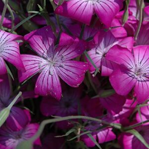outsidepride agrostemma purple queen garden flower seeds – 1000 seeds