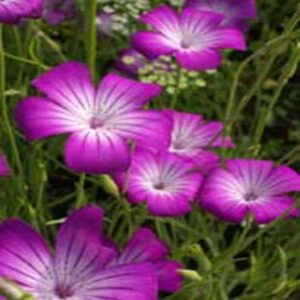 Outsidepride Agrostemma Purple Queen Garden Flower Seeds - 1000 Seeds