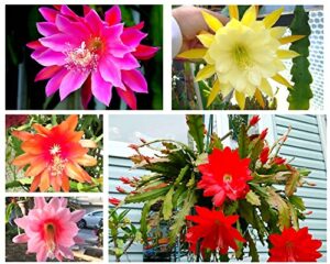 (6) mix epiphyllum orchid cactus cutting for growing indoor/outdoor – ornaments perennial garden simple to grow no pots
