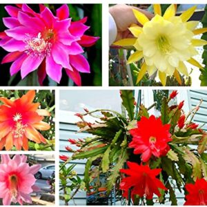 (6) Mix Epiphyllum Orchid Cactus Cutting for Growing Indoor/Outdoor - Ornaments Perennial Garden Simple to Grow No Pots