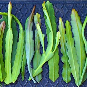 (6) Mix Epiphyllum Orchid Cactus Cutting for Growing Indoor/Outdoor - Ornaments Perennial Garden Simple to Grow No Pots