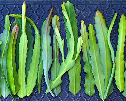 (6) Mix Epiphyllum Orchid Cactus Cutting for Growing Indoor/Outdoor - Ornaments Perennial Garden Simple to Grow No Pots