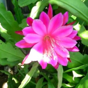 (6) Mix Epiphyllum Orchid Cactus Cutting for Growing Indoor/Outdoor - Ornaments Perennial Garden Simple to Grow No Pots