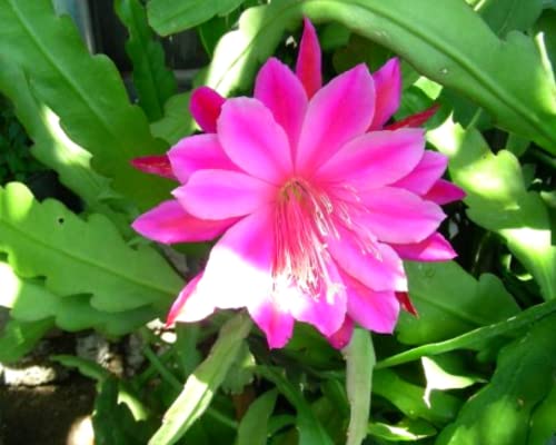 (6) Mix Epiphyllum Orchid Cactus Cutting for Growing Indoor/Outdoor - Ornaments Perennial Garden Simple to Grow No Pots