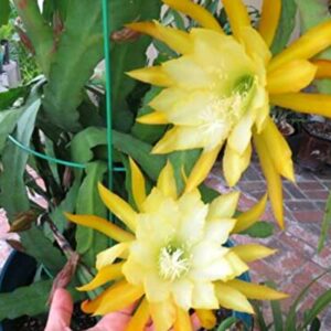 (6) Mix Epiphyllum Orchid Cactus Cutting for Growing Indoor/Outdoor - Ornaments Perennial Garden Simple to Grow No Pots