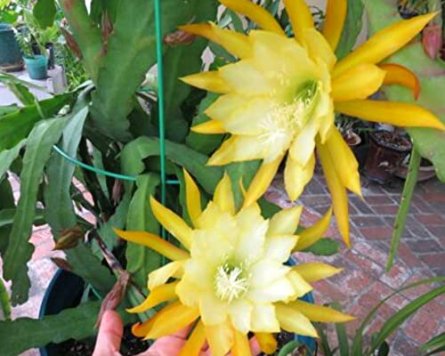 (6) Mix Epiphyllum Orchid Cactus Cutting for Growing Indoor/Outdoor - Ornaments Perennial Garden Simple to Grow No Pots