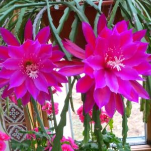 (6) Mix Epiphyllum Orchid Cactus Cutting for Growing Indoor/Outdoor - Ornaments Perennial Garden Simple to Grow No Pots