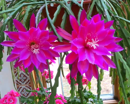 (6) Mix Epiphyllum Orchid Cactus Cutting for Growing Indoor/Outdoor - Ornaments Perennial Garden Simple to Grow No Pots