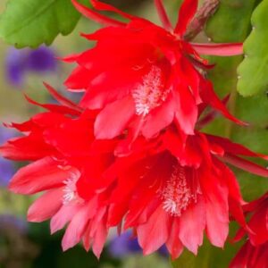 (6) Mix Epiphyllum Orchid Cactus Cutting for Growing Indoor/Outdoor - Ornaments Perennial Garden Simple to Grow No Pots