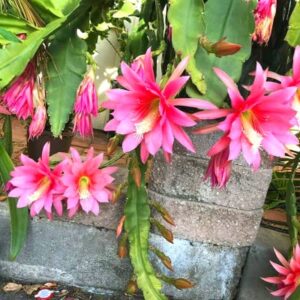 (6) Mix Epiphyllum Orchid Cactus Cutting for Growing Indoor/Outdoor - Ornaments Perennial Garden Simple to Grow No Pots