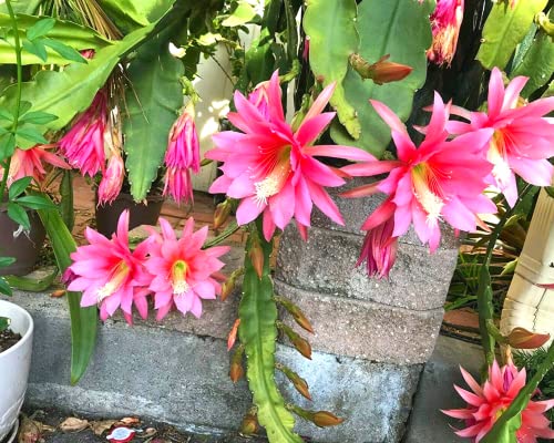 (6) Mix Epiphyllum Orchid Cactus Cutting for Growing Indoor/Outdoor - Ornaments Perennial Garden Simple to Grow No Pots