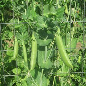 30 Sugar Snap Pea Seeds for Planting Heirloom Non GMO 7+ Grams Garden Vegetable Bulk Survival