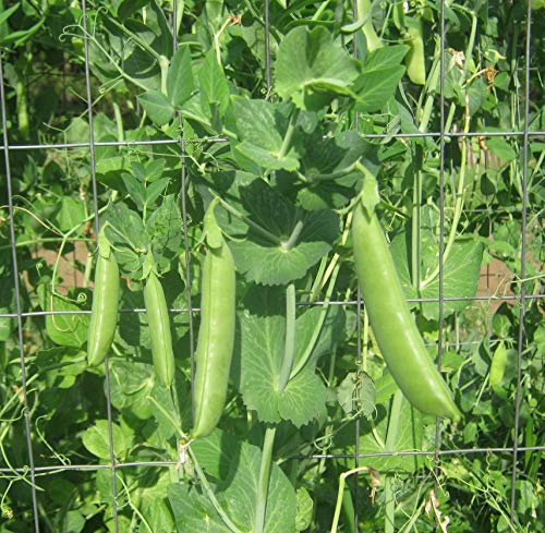 30 Sugar Snap Pea Seeds for Planting Heirloom Non GMO 7+ Grams Garden Vegetable Bulk Survival