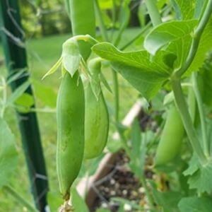 30 Sugar Snap Pea Seeds for Planting Heirloom Non GMO 7+ Grams Garden Vegetable Bulk Survival