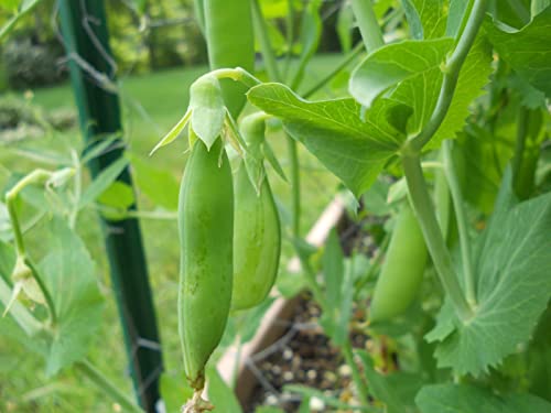 30 Sugar Snap Pea Seeds for Planting Heirloom Non GMO 7+ Grams Garden Vegetable Bulk Survival