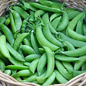 30 Sugar Snap Pea Seeds for Planting Heirloom Non GMO 7+ Grams Garden Vegetable Bulk Survival