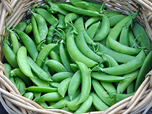 30 Sugar Snap Pea Seeds for Planting Heirloom Non GMO 7+ Grams Garden Vegetable Bulk Survival