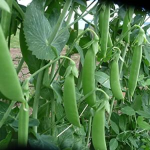 30 Sugar Snap Pea Seeds for Planting Heirloom Non GMO 7+ Grams Garden Vegetable Bulk Survival