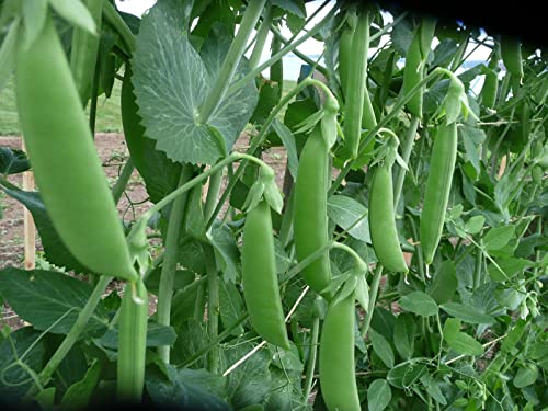 30 Sugar Snap Pea Seeds for Planting Heirloom Non GMO 7+ Grams Garden Vegetable Bulk Survival