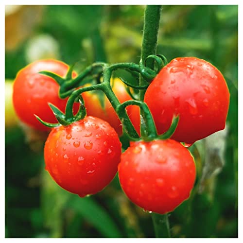 Everwilde Farms - 100 Large Red Cherry Tomato Seeds - Gold Vault Jumbo Seed Packet