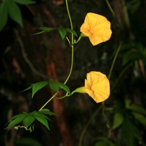 CHUXAY GARDEN Yellow Morning Glory Flower Seed 100 Seeds Showy Accent Plant Native Wildflower Excellent Addition to Garden