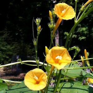 CHUXAY GARDEN Yellow Morning Glory Flower Seed 100 Seeds Showy Accent Plant Native Wildflower Excellent Addition to Garden