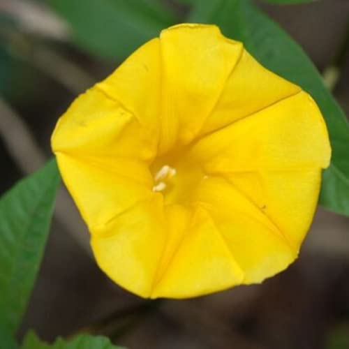 CHUXAY GARDEN Yellow Morning Glory Flower Seed 100 Seeds Showy Accent Plant Native Wildflower Excellent Addition to Garden