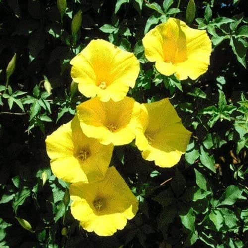 CHUXAY GARDEN Yellow Morning Glory Flower Seed 100 Seeds Showy Accent Plant Native Wildflower Excellent Addition to Garden