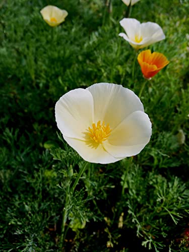 White Linen California Poppy Seeds for Planting, 1000+ Flower Seeds Per Packet, (Isla's Garden Seeds), Non GMO Seeds, Scientific Name: Eschscholzia californica, Great Home Garden Gift