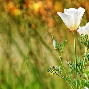 White Linen California Poppy Seeds for Planting, 1000+ Flower Seeds Per Packet, (Isla's Garden Seeds), Non GMO Seeds, Scientific Name: Eschscholzia californica, Great Home Garden Gift