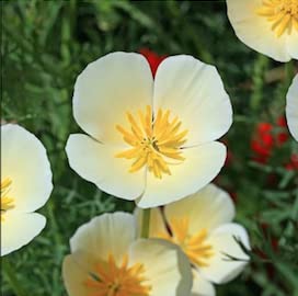 White Linen California Poppy Seeds for Planting, 1000+ Flower Seeds Per Packet, (Isla's Garden Seeds), Non GMO Seeds, Scientific Name: Eschscholzia californica, Great Home Garden Gift