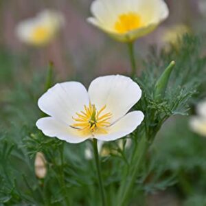 White Linen California Poppy Seeds for Planting, 1000+ Flower Seeds Per Packet, (Isla's Garden Seeds), Non GMO Seeds, Scientific Name: Eschscholzia californica, Great Home Garden Gift