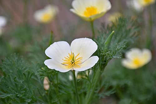 White Linen California Poppy Seeds for Planting, 1000+ Flower Seeds Per Packet, (Isla's Garden Seeds), Non GMO Seeds, Scientific Name: Eschscholzia californica, Great Home Garden Gift