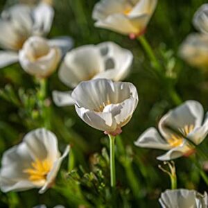 White Linen California Poppy Seeds for Planting, 1000+ Flower Seeds Per Packet, (Isla's Garden Seeds), Non GMO Seeds, Scientific Name: Eschscholzia californica, Great Home Garden Gift