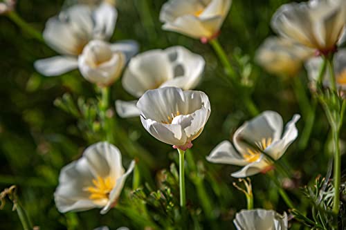 White Linen California Poppy Seeds for Planting, 1000+ Flower Seeds Per Packet, (Isla's Garden Seeds), Non GMO Seeds, Scientific Name: Eschscholzia californica, Great Home Garden Gift