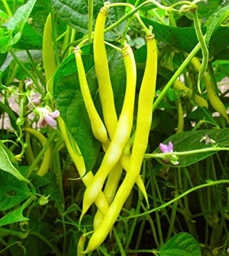 Golden Wax Bush Bean Plant Seeds, 50 Heirloom Seeds Per Packet, Non GMO Seeds, (Isla's Garden Seeds), Botanical Name: Phaseolus vulgaris, 85% Germination Rates