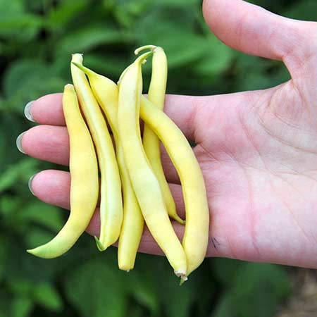 Golden Wax Bush Bean Plant Seeds, 50 Heirloom Seeds Per Packet, Non GMO Seeds, (Isla's Garden Seeds), Botanical Name: Phaseolus vulgaris, 85% Germination Rates